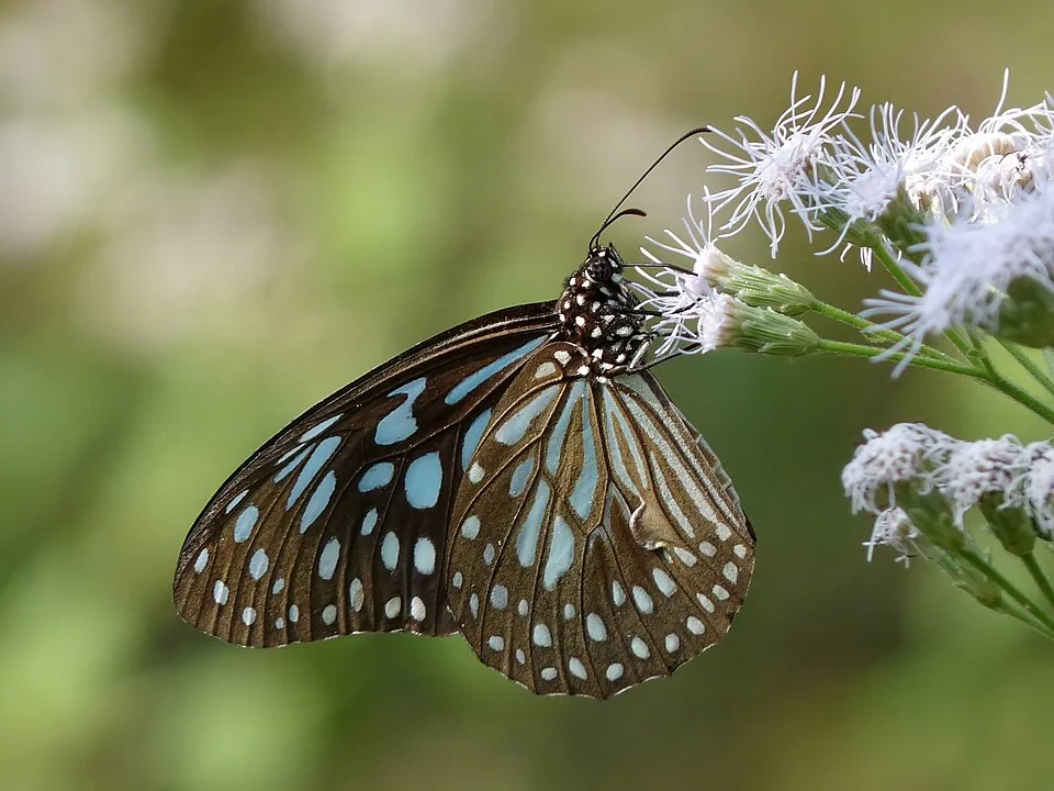 By Jkadavoor, licensed CC BY-SA 3.0 or GFDL, via Wikimedia Commons Dark Blue Tiger butterfly by Jkadavoor